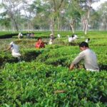Tea Farming, TAGUAS SIDE HUSTLES