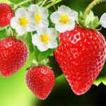 health benefit of strawberries, TAGUAS SIDE HUSTLES